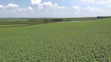 Agricultural landscape video