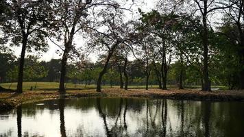 offentlig park i bangkok video