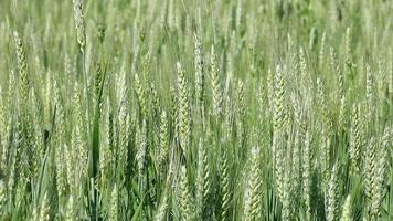 green wheat agriculture video