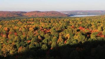 foresta algonchina in autunno video