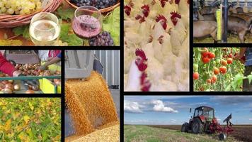 agricultura - tela múltipla da indústria de alimentos video