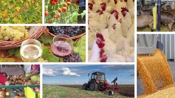 agricultura - industria alimentaria multipantalla video