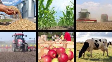 Landwirtschaft - Collage zur Lebensmittelproduktion video
