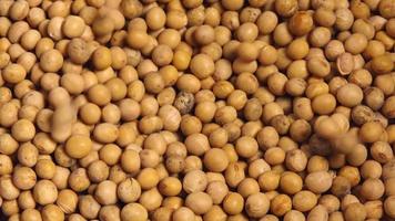 Soybean agricultural crop harvest video