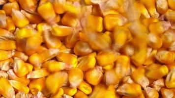 Corn seed agricultural crop harvest