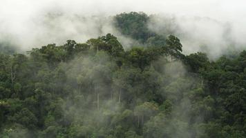 forêt tropicale avec pan de nuages video