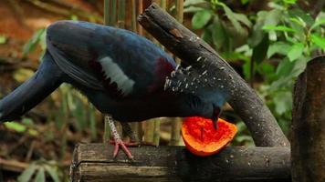 tropiska fåglar och frukt