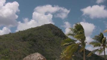 Palme mit einem Berg auf dem Hintergrund video