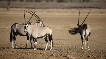 antilopes gemsbok
