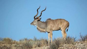 Kudu antelope video