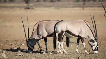 gemsbok antilopen