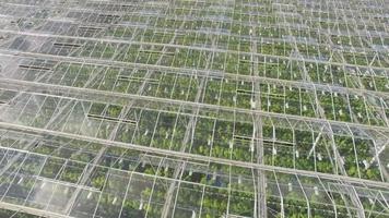 Aerial view of agricultural greenhouses video