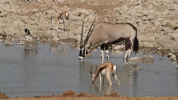 antiloper vid vattenhål