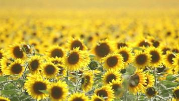 bloeiende zonnebloemen op landbouwgebied