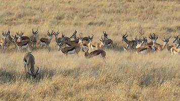 Springbok antelope herd video