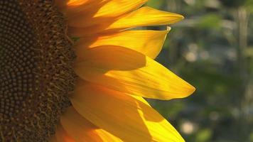 Sonnenblumendetail vom landwirtschaftlichen Feld