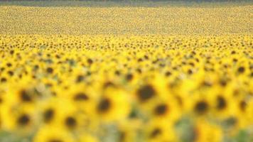 blommande solrosor på jordbruksfältet