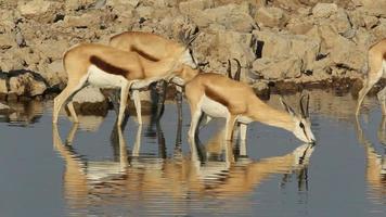 springbok antilopen bij waterput
