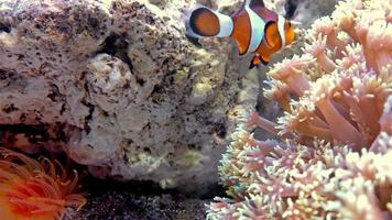 clownvissen zwemmen in een tank met koraal 4k video
