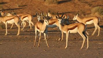 Springbok antelopes
