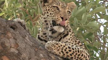 Tight shot of leopard lying on branch of a tree video