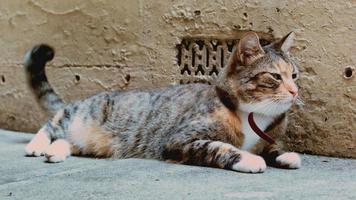 gato en un callejón se limpia solo