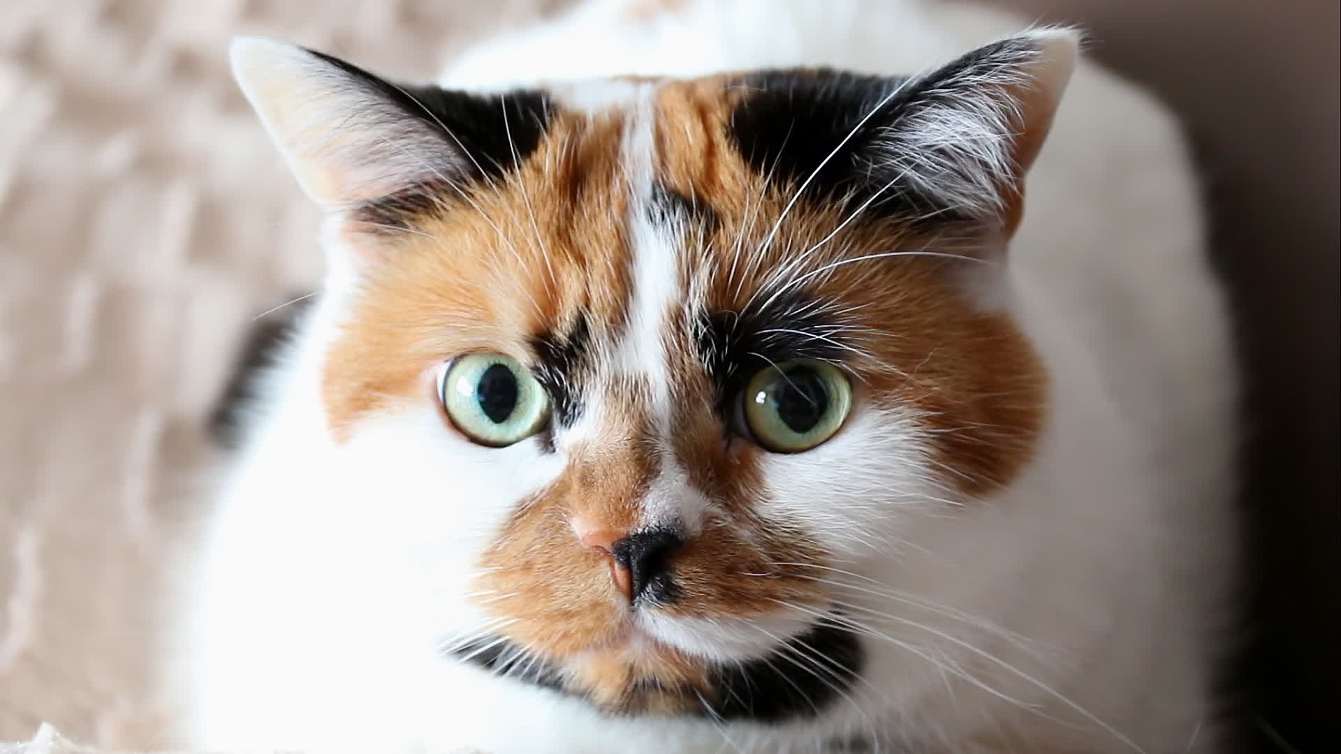 Chat Tricolore Fait Un Clin D Oeil Clips Video Et Sequences Video Hd Gratuits