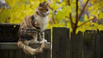 chat sur clôture