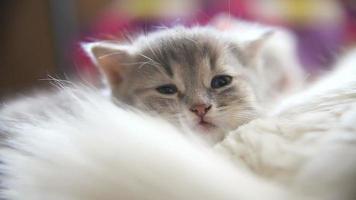 ansikte stor grå kattunge som sov på en annan vit kattunge