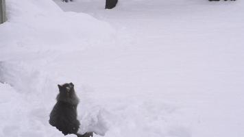 ralenti: chat attrapant des boules de neige