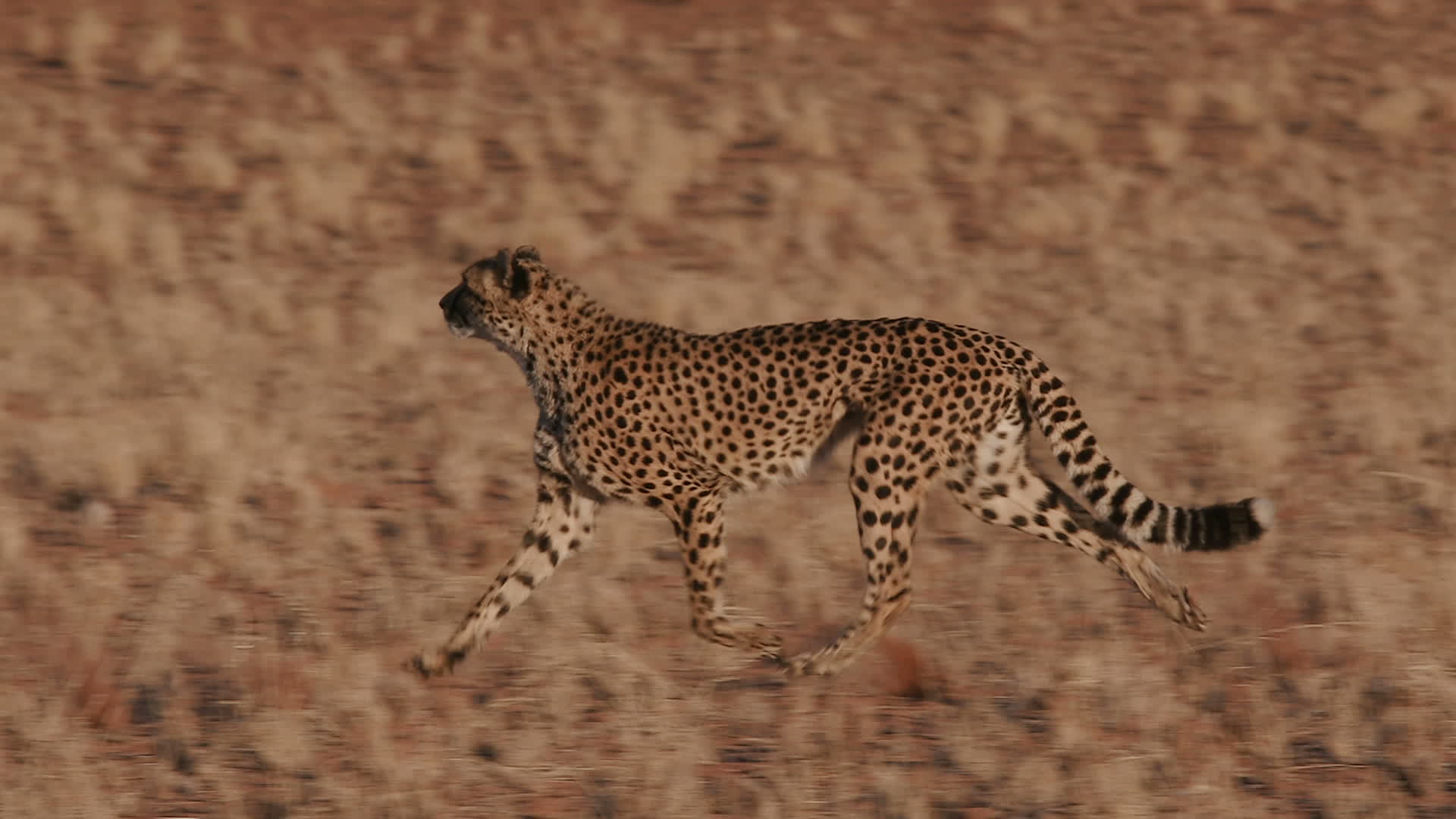 Cheetah running side on to camera in slow motion 1305832 Stock Video at  Vecteezy