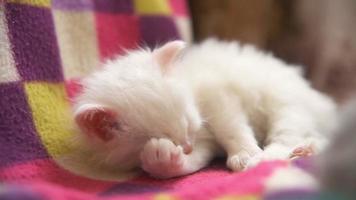 witte kitten wassen en slapen in de kamer close-up video