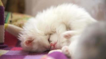 dos gatitos blancos jugando a morderse uno duerme