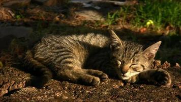jonge kat die van het zonlicht geniet