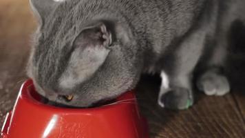 chat de race britannique mange à la maison video