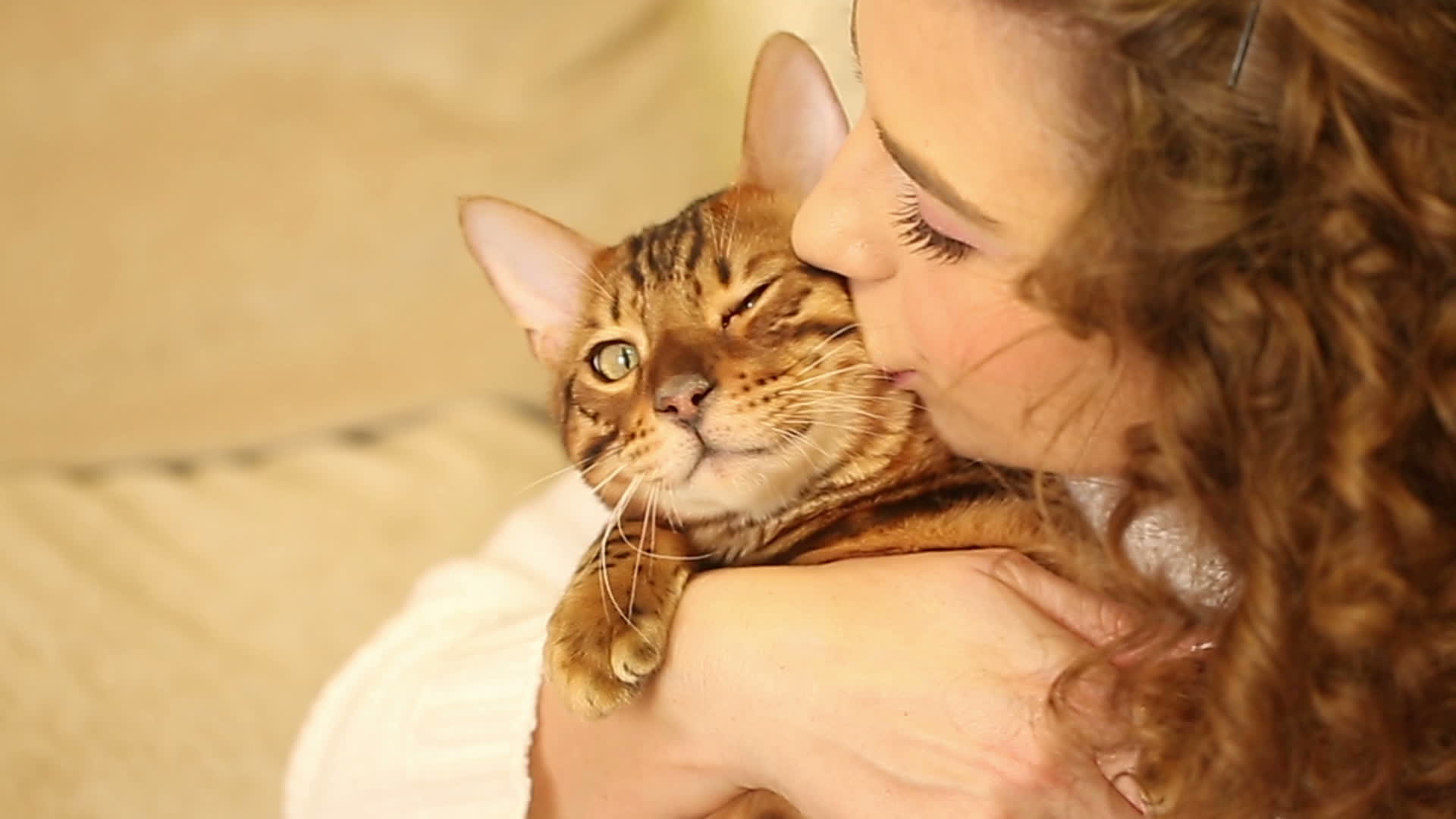 The Girl Embraces And Kisses A Bengal Cat. Close-Up. 1305927 Stock Video At Vecteezy