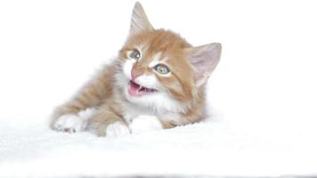 kitten yawns video