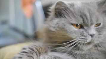 cat yawns slow motion, British blue cat lies and yawns close-up video