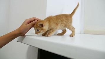 Ingwer-Kätzchen, das auf Katze die Fensterbank im Haus geht video