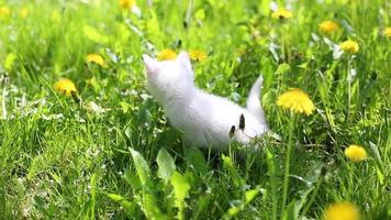 weißes Kätzchen mit seiner Mutterkatze video