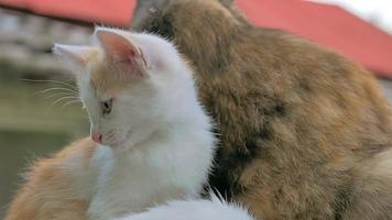 gatinho vermelho sentado ao lado da mãe gata ao ar livre em câmera lenta