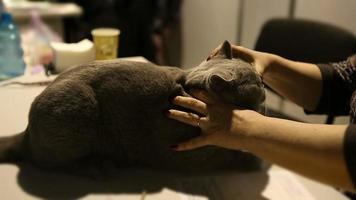 vrouwtje onderzoekt Brits korthaar kat op raszuivere huisdierententoonstelling, dieren