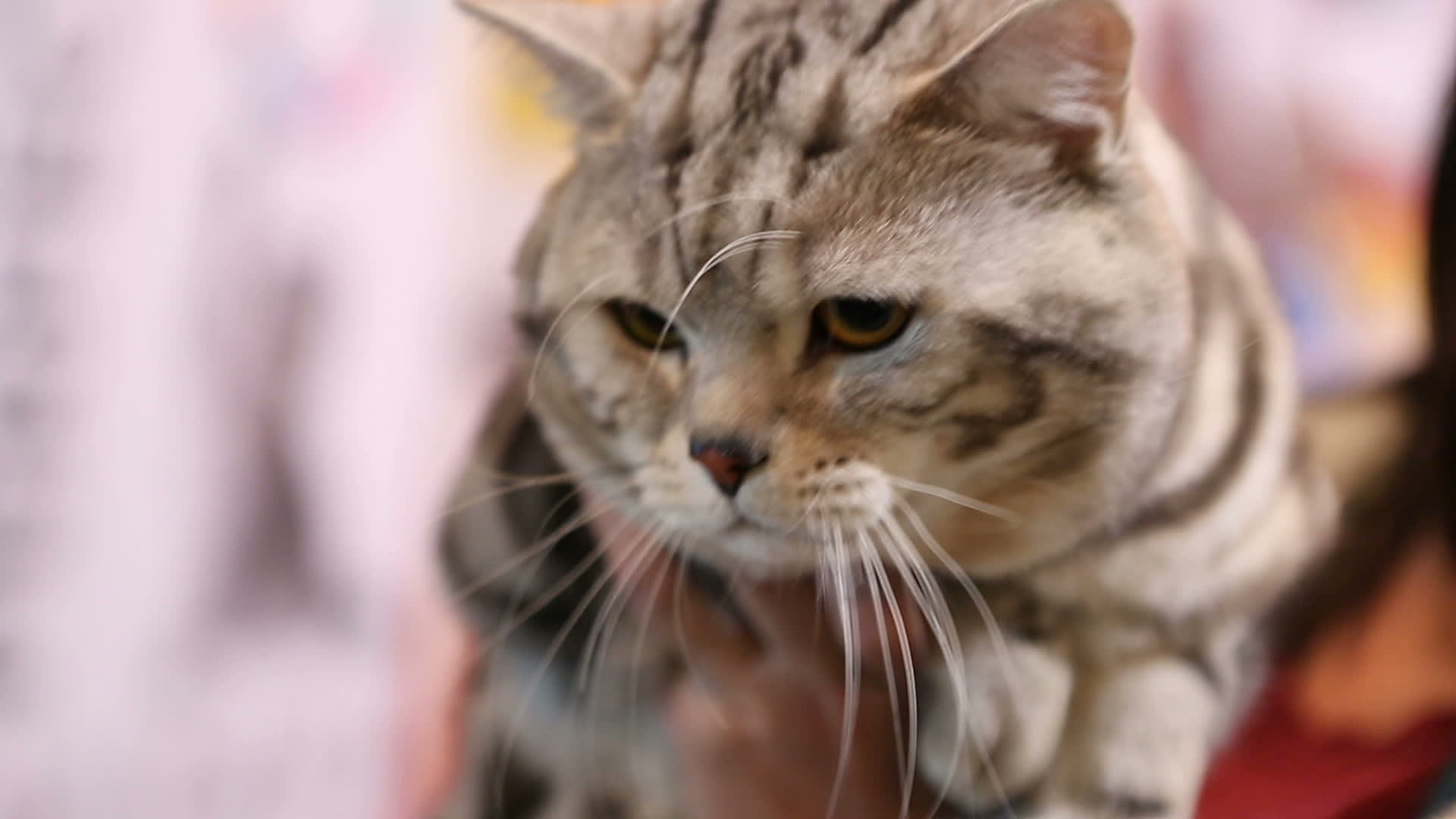 Lady holding cute tired Scottish Fold cat in hands, pet exhibition, animals 1306002 Stock Video at Vecteezy Lady holding cute tired Scottish Fold cat in hands, pet exhibition, animals 1306002 Stock Video at Vecteezy