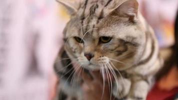 Animals Stock Video Footage for Free Download Animals Stock Video Footage for Free Download