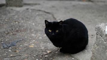zwarte kat video