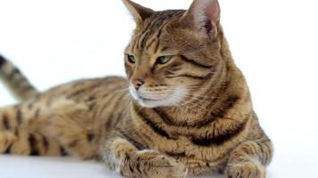 Cat Stock Video Footage for Free Download Cat Stock Video Footage for Free Download