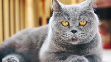 British Shorthair cat sticking his tongue out, looking curiously around