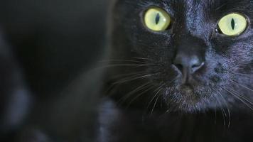 svart katt på nära håll