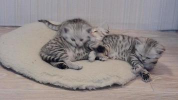 Cat with kittens of Scottish Straight breed video