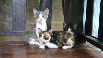 Kätzchenkatze, die auf Holzboden sitzt
